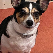 Lulu is registered to the contest to win money with this photo: dog, pet, animal, ears, carpet, indoor, collar, black, white, brown, cute, closeup, looking, attention, canine, fur, domestic, companion, portrait, friendly