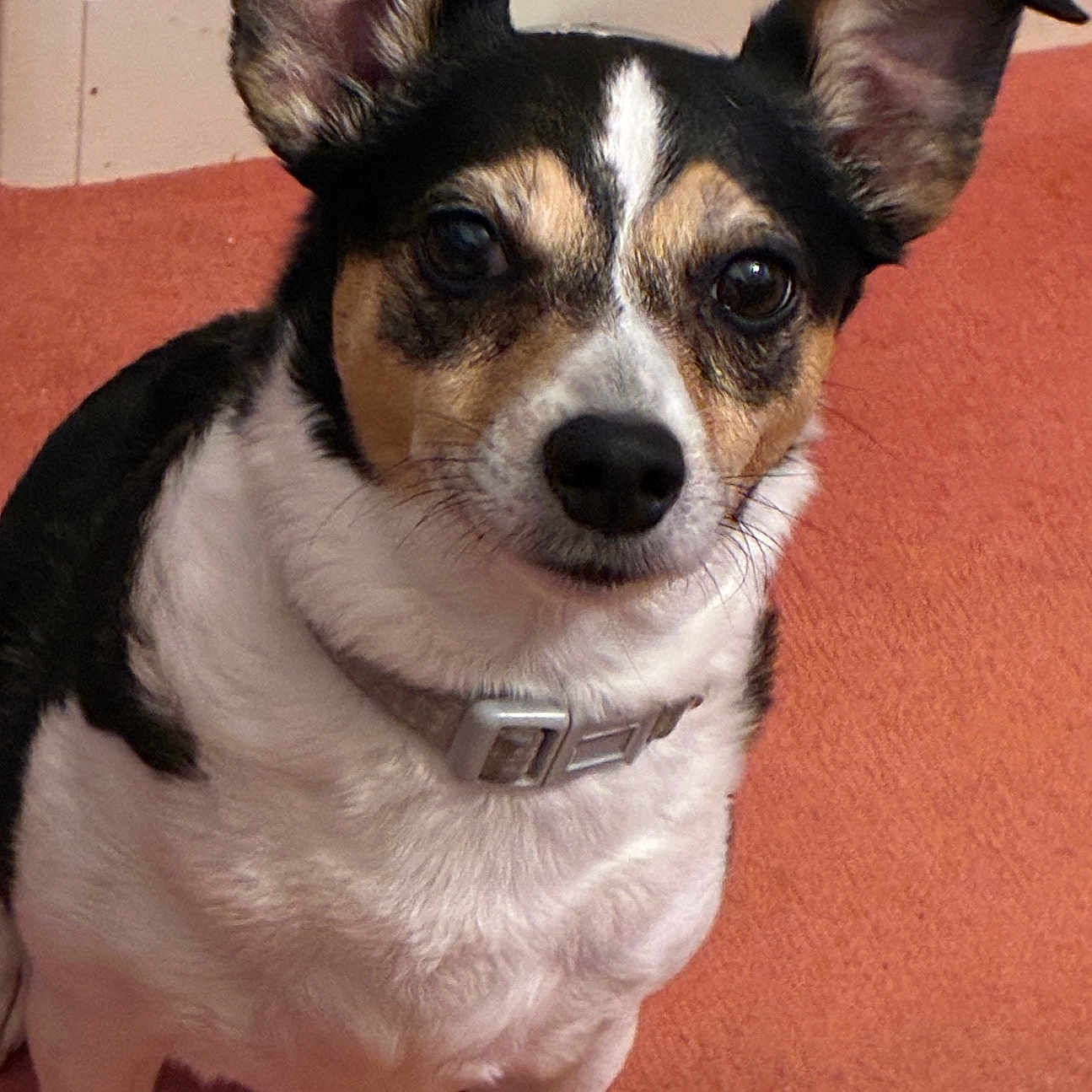 Lulu is registered to the contest to win money with this photo: dog, pet, animal, ears, carpet, indoor, collar, black, white, brown, cute, closeup, looking, attention, canine, fur, domestic, companion, portrait, friendly