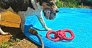 Lulu is registered to the contest to win money with this photo: animal, ball, blue, concrete, dog, dripping, fence, fun, garden_hose, grass, outdoor, pet, play, pool, red, summer, sunlight, toy, water, wet