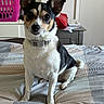 Lulu is registered to the contest to win money with this photo: animal, bag, basket, bed, bedspread, collar, cozy, cute, dog, ears, furniture, indoor, papers, pattern, pet, portrait, room, sitting, small_dog, table