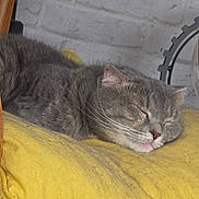 Sky a rejoint le concours — aidez-le/la à gagner de superbes lots ! cat, sleeping, gray_tabby, yellow_cushion, indoor, pet, feline, resting, cozy, fur, whiskers, face, close_up, domestic_animal, comfort, home, quiet, relaxed, animal, soft