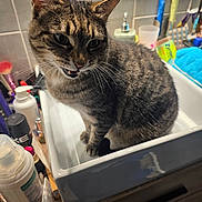 Tigrou a rejoint le concours — aidez-le/la à gagner de superbes lots ! cat, tabby, sink, bathroom, toiletries, toothbrush, cup, counter, fur, whiskers, ears, pet, domestic_animal, feline, indoor, curious, sitting, closeup, household, tile
