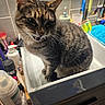 bathroom, cat, closeup, counter, cup, curious, domestic_animal, ears, feline, fur, household, indoor, pet, sink, sitting, tabby, tile, toiletries, toothbrush, whiskers