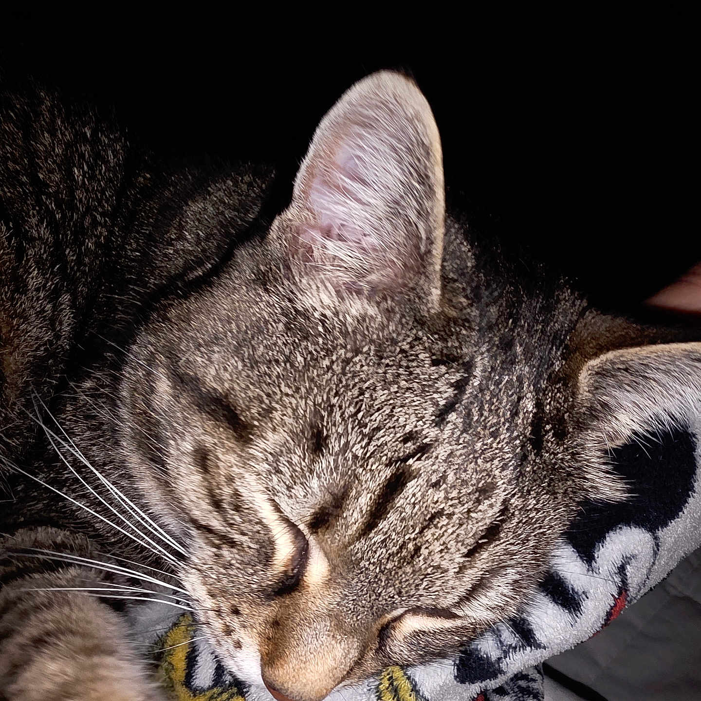 Tigrou participe au concours pour gagner de l'argent avec cette photo : cat, tabby_cat, sleeping, close_up, fur, whiskers, pet, animal, cozy, blanket, pattern, indoor, resting, cute, domestic_cat, mammal, feline, peaceful, soft, nap