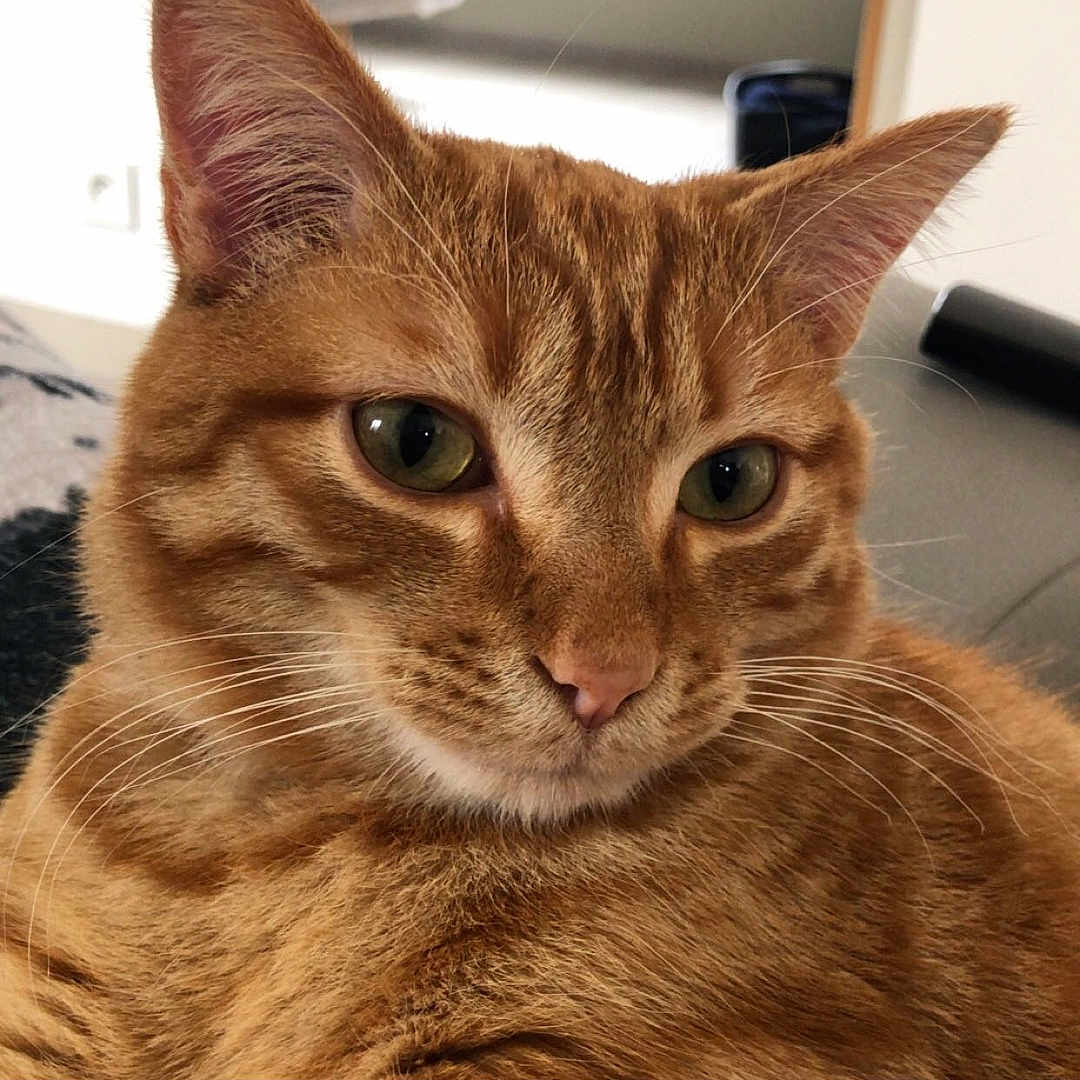 Toulouse participe au concours pour gagner de l'argent avec cette photo : abyssinian, animal, architecture, bed, building, cat, door, electronics, furniture, hardwood, indoors, interiordesign, kitten, livingroom, manx, pet, photography, room, screen, wood