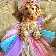 Princess Jasmine joined the competition — help win amazing prizes! dog, tutu, birthday, headband, costume, small_dog, sitting, couch, blanket, colorful, pink, purple, blue, beige, fur, pet, indoors, cute, celebration, animal