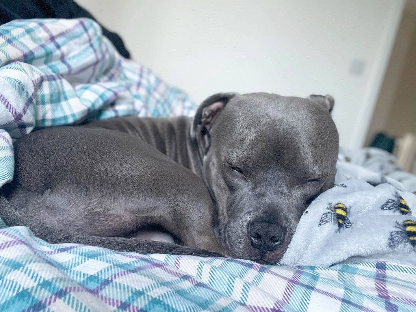 Lennox joined the competition — help win amazing prizes! carnivore, comfort, companion_dog, dog, dog_breed, dog_supply, fawn, fur, grey, linens, non_sporting_group, pattern, pet_supply, plaid, sporting_group, tartan, terrestrial_animal, toy_dog, whiskers, working_animal