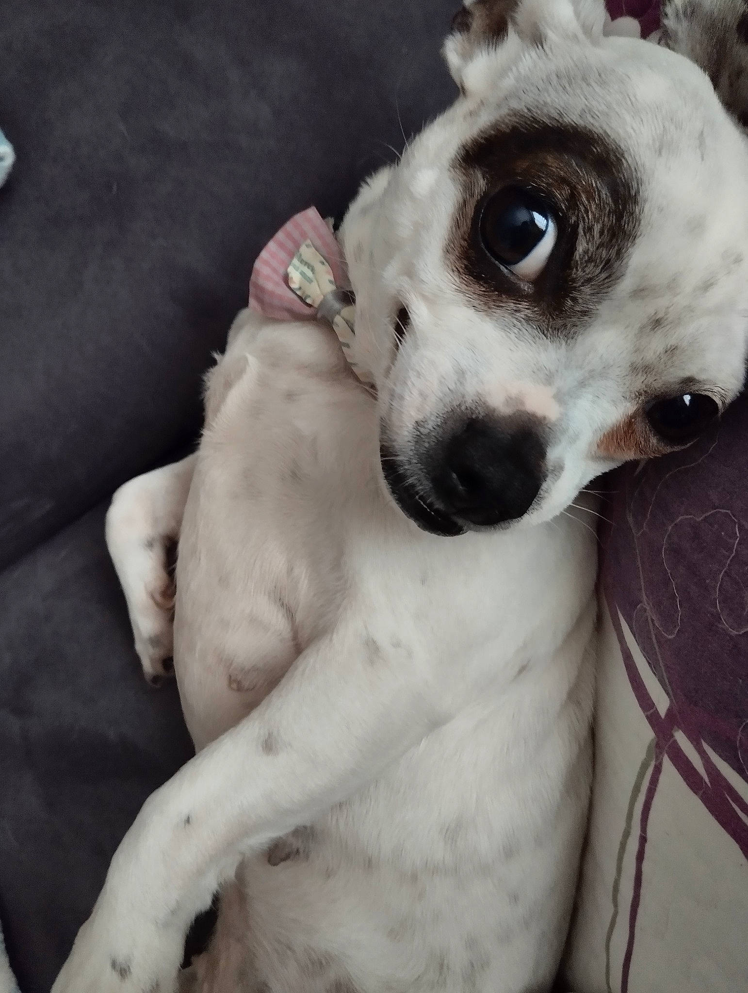 Lilou participe au concours pour gagner de l'argent avec cette photo : canidae, carnivore, collar, companion_dog, dog, dog_breed, dog_collar, ear, eyewear, fawn, fur, monochrome_photography, puppy_love, snout, sporting_group, sunglasses, toy_dog, vision_care, whiskers, working_animal