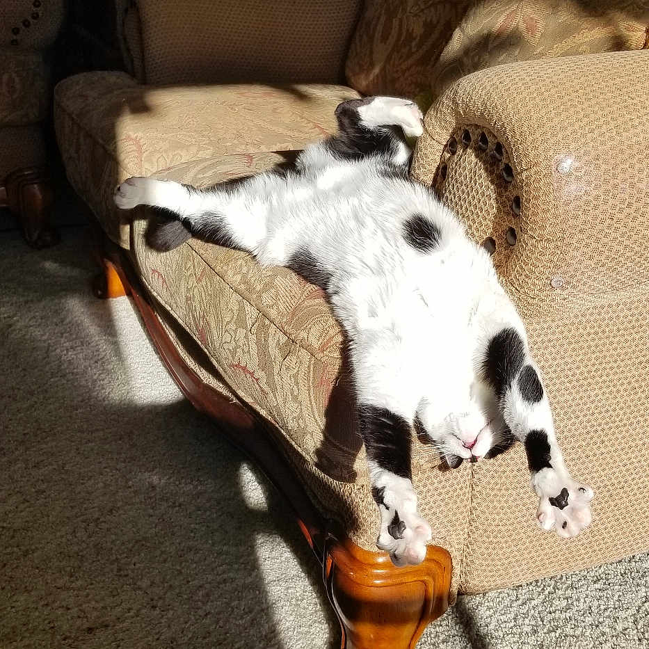 Dottie is registered to the contest to win money with this photo: animal, architecture, armchair, building, canine, cat, chair, couch, dog, furniture, indoors, interiordesign, lamp, livingroom, person, pet, photoframe, puppy, room, wood