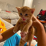 Scar joined the competition — help win amazing prizes! animal, blue_pants, cat, couch, cozy, cute, door, feline, furniture, hand, indoor, kitten, living_room, meowing, orange_tabby, paw, person, pet, pink_pads, young