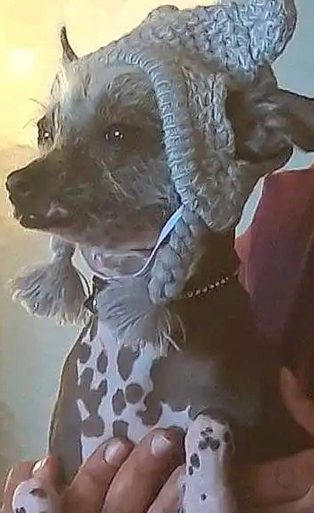 Shiva participe au concours pour gagner de l'argent avec cette photo : cairn_terrier, canidae, carnivore, companion_dog, dog, dog_breed, non_sporting_group, puppy, west_highland_white_terrier