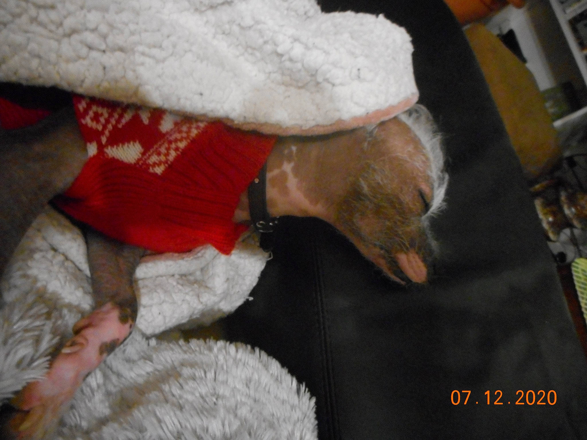 Shiva a rejoint le concours — aidez-le/la à gagner de superbes lots ! bonnet, christmas, costume_accessory, costume_hat, fictional_character, fur, fur_clothing, wool