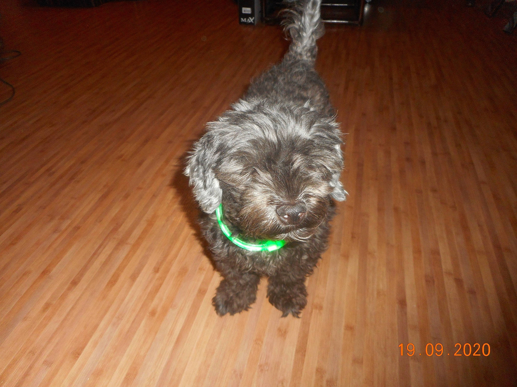 Achille a rejoint le concours — aidez-le/la à gagner de superbes lots ! affenpinscher, bolonka, canidae, carnivore, cockapoo, dog, dog_breed, glen_of_imaal_terrier, lagotto_romagnolo, mammal, miniature_poodle, poodle, poodle_crossbreed, schnoodle, snout, spanish_water_dog, sporting_group, terrier, toy_dog, toy_poodle