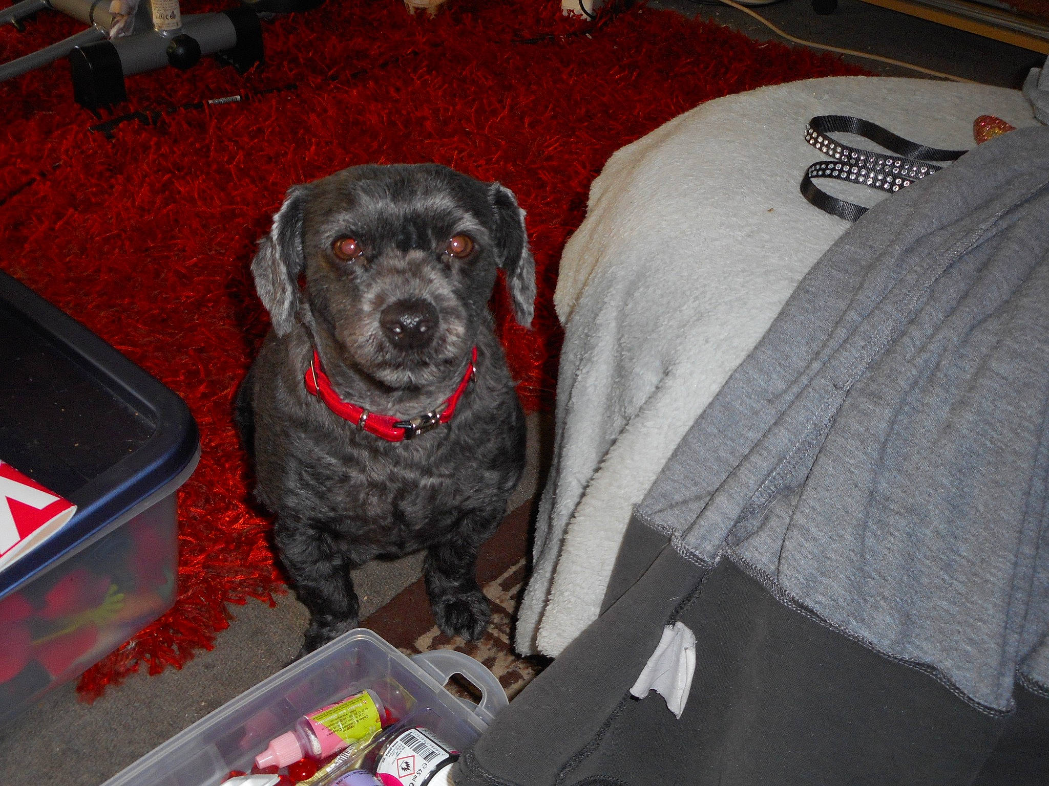 Achille a rejoint le concours — aidez-le/la à gagner de superbes lots ! canidae, carnivore, companion_dog, dog, dog_breed, labrador_retriever, snout, sporting_group