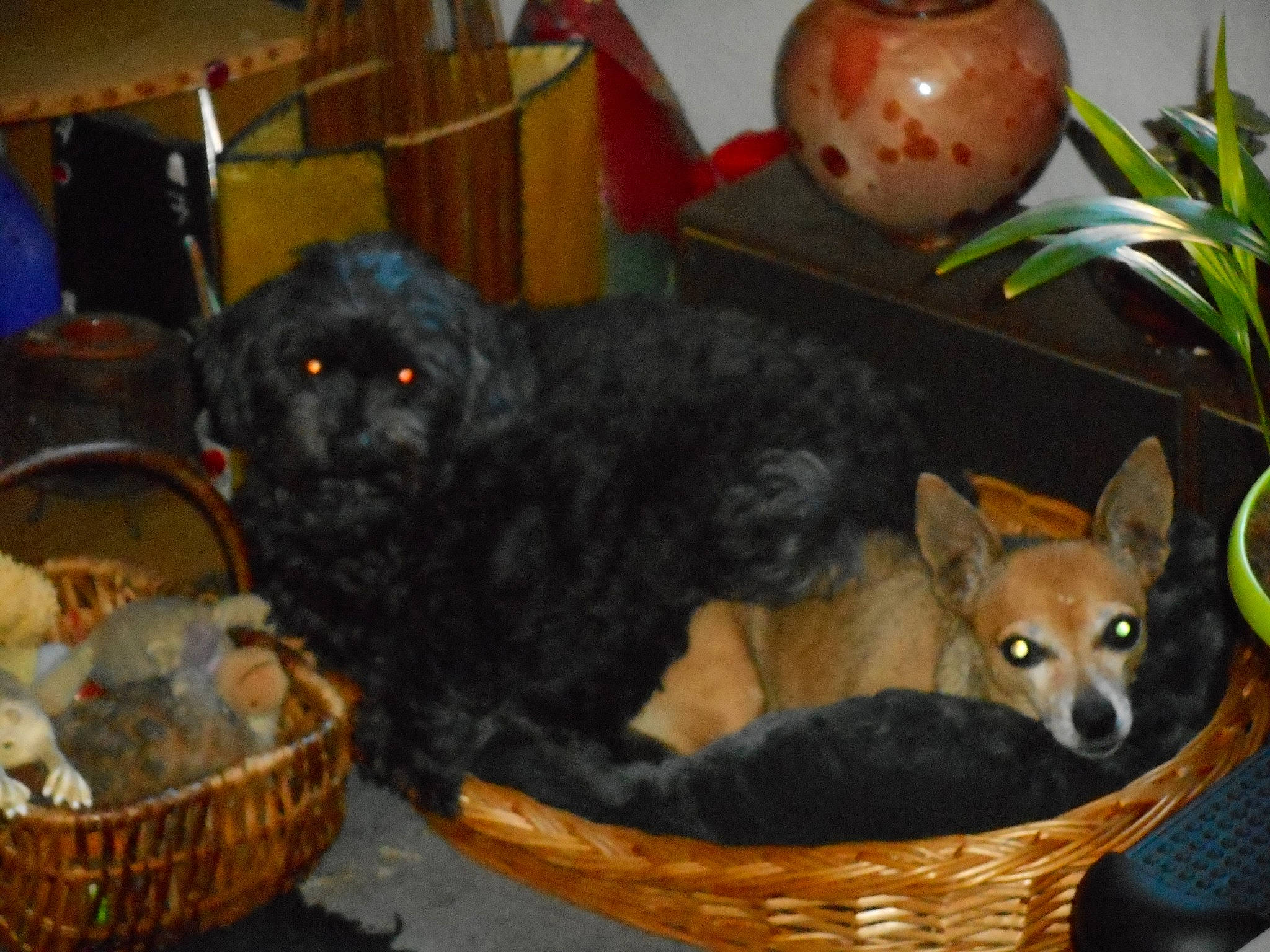 Achille a rejoint le concours — aidez-le/la à gagner de superbes lots ! basket, canidae, carnivore, companion_dog, dog, dog_breed, mammal, puppy, sporting_group, vertebrate