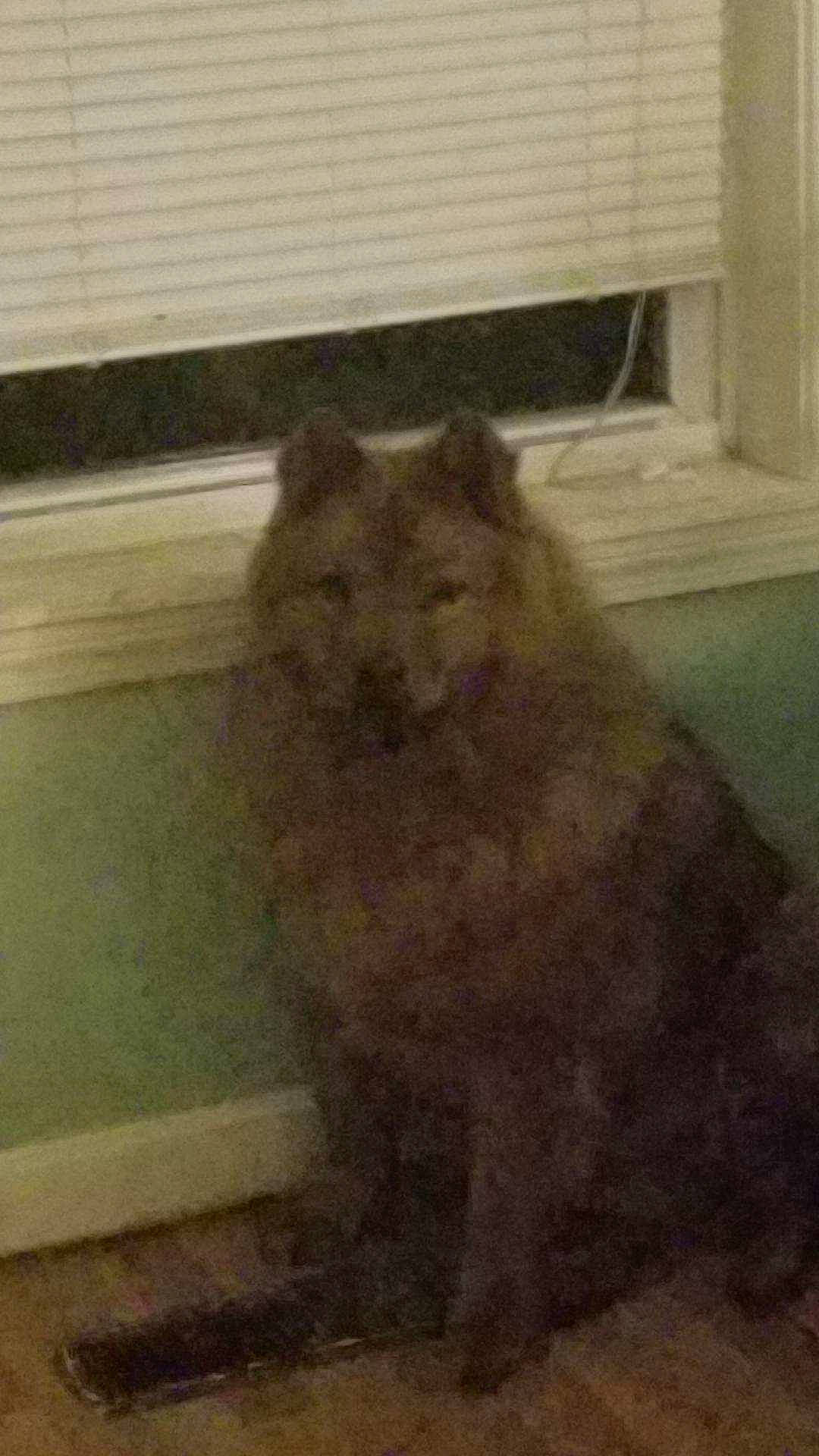 Hunter is registered to the contest to win money with this photo: canidae, carnivore, cat, chow_chow, fawn, felidae, snout, whiskers, wood