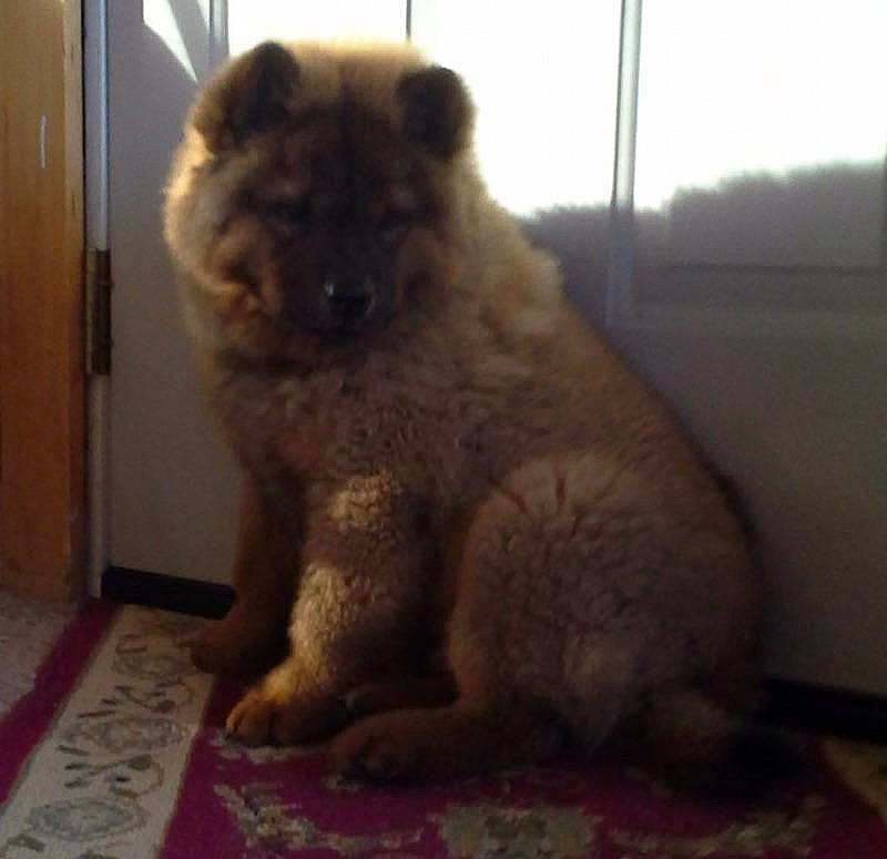 Hunter is registered to the contest to win money with this photo: canidae, carnivore, caucasian_shepherd_dog, chow_chow, companion_dog, dog, dog_breed, eurasier, fawn, mammal, non_sporting_group, nose, puppy, snout, vertebrate