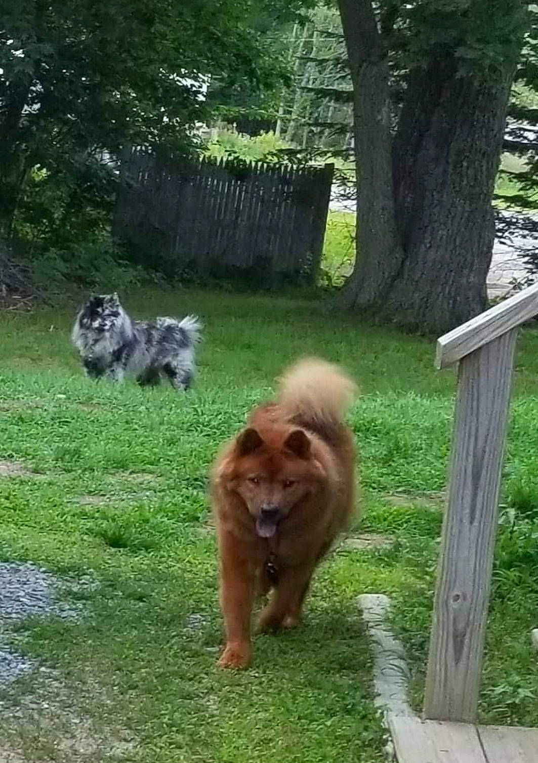 Roxy is registered to the contest to win money with this photo: canidae, carnivore, chow_chow, companion_dog, dog, dog_breed, eurasier, fawn, finnish_spitz, german_spitz, german_spitz_klein, german_spitz_mittel, mammal, non_sporting_group, pomeranian, spitz, sporting_group, vertebrate