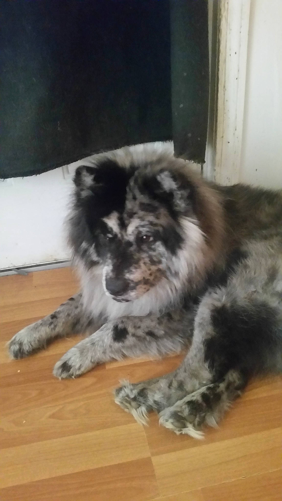 Roxy joined the competition — help win amazing prizes! australian_shepherd, canidae, carnivore, dog, dog_breed, fur, mammal, puppy, rare_breed_dog, sporting_group, vertebrate