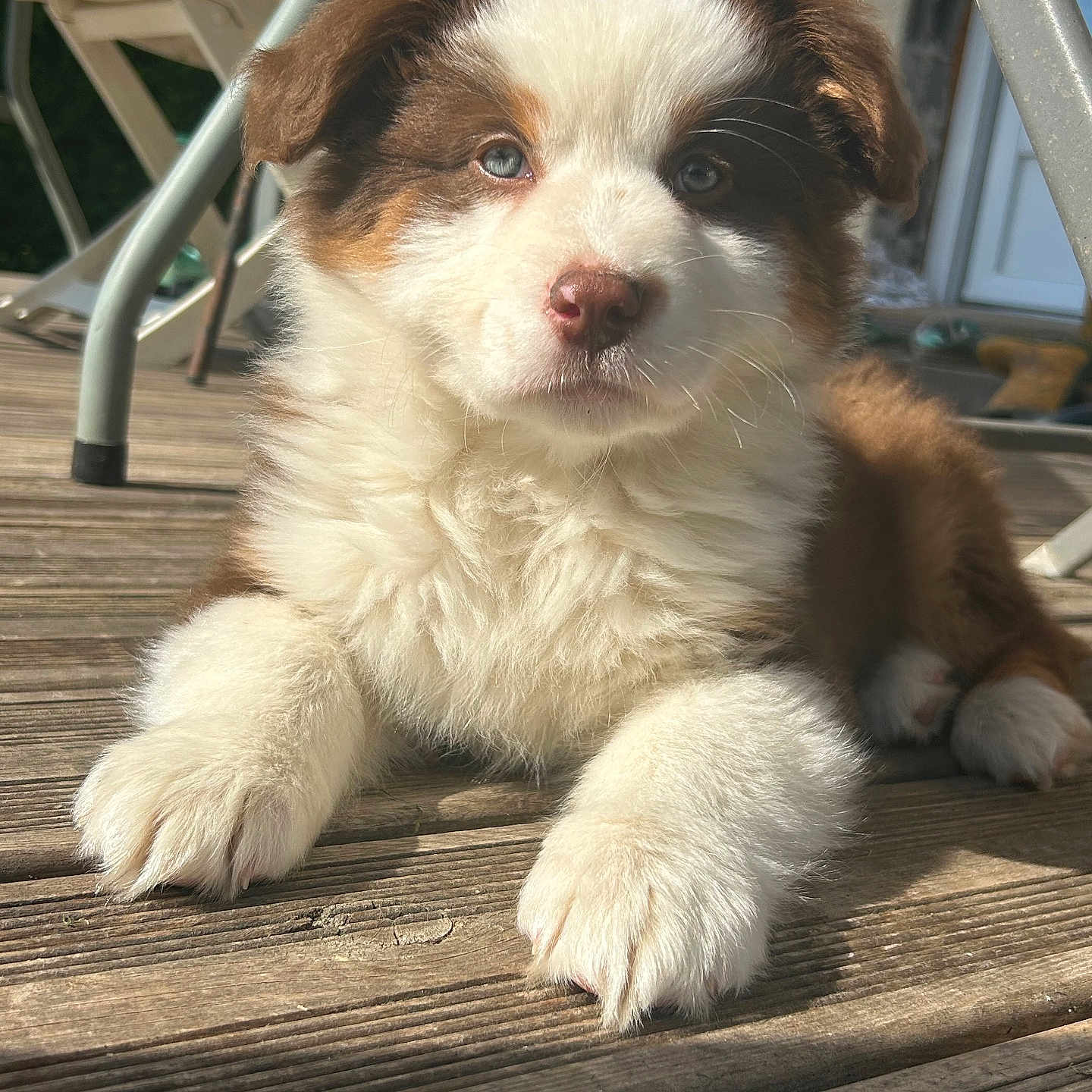 Aïko participe au concours pour gagner de l'argent avec cette photo : animal, architecture, building, canine, deck, dog, eskimodog, furniture, grass, house, housing, husky, pet, plant, porch, puppy, staircase, water, waterfront, wood