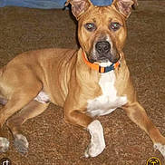 Dodge joined the competition — help win amazing prizes! dog, brown_carpet, orange_collar, indoor, pet, canine, lying_down, white_paws, tan_fur, animal, domestic_animal, looking_at_camera, ears_up, short_fur, mammal, companion, pet_collar, resting, alert, household