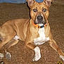 dog, brown_carpet, orange_collar, indoor, pet, canine, lying_down, white_paws, tan_fur, animal, domestic_animal, looking_at_camera, ears_up, short_fur, mammal, companion, pet_collar, resting, alert, household