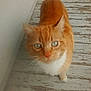 Oscar joined the competition — help win amazing prizes! cat, ginger_cat, green_eyes, whiskers, fur, pet, animal, curious, looking_up, wooden_floor, white_chest, domestic_cat, cute, feline, indoors, close_up, floorboards, small_animal, companion, adorable