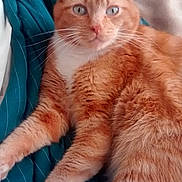 Oscar is registered to the contest to win money with this photo: cat, orange_tabby, feline, pet, indoor, cozy, blanket, striped, fur, whiskers, paws, relaxed, cute, animal, mammal, domestic_cat, sleepy, resting, closeup, eyes
