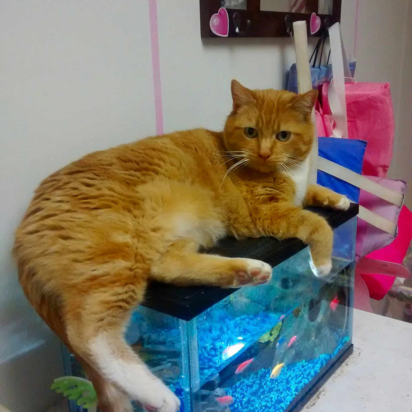 Oscar joined the competition — help win amazing prizes! animal, aquarium, bags, blue_gravel, cat, curious, domestic_cat, feline, fish, fish_tank, household, indoor, mirror, orange_cat, pets, pink_stickers, relaxed, resting, tank, white_wall