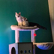 Clochette a rejoint le concours — aidez-le/la à gagner de superbes lots ! cat, cat_tree, pet, indoor, furniture, animal, playful, fluffy, orange_light, teal_wall, pom_pom, perched, cozy, tail, domestic, cute, soft_lighting, wooden_box, sitting, home