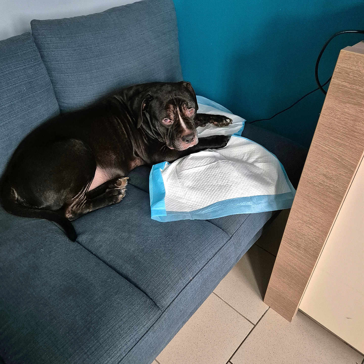 Opium participe au concours pour gagner de l'argent avec cette photo : animal, canine, chaise, dog, dogbed, furniture, pet