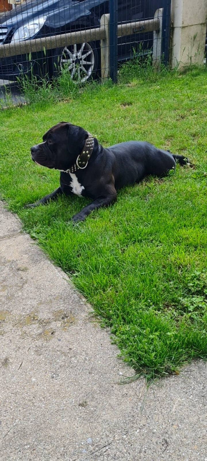 Opium a rejoint le concours — aidez-le/la à gagner de superbes lots ! borador, carnivore, collar, companion_dog, dog, dog_breed, dog_collar, fawn, grass, groundcover, gun_dog, liver, plant, retriever, shrub, snout, sporting_group, tail, terrestrial_animal, working_animal