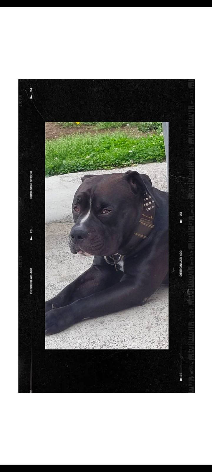 Opium a rejoint le concours — aidez-le/la à gagner de superbes lots ! automotive_mirror, canidae, carnivore, collar, companion_dog, dog, dog_breed, dog_collar, fur, monochrome_photography, pet_supply, rectangle, sculpture, snout, sporting_group, square, stock_photography, whiskers, window, working_animal