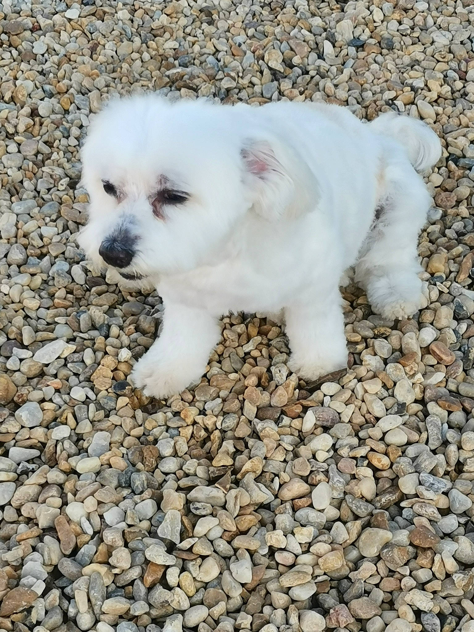 Déesse a rejoint le concours — aidez-le/la à gagner de superbes lots ! canidae, carnivore, companion_dog, dog, dog_breed, fawn, kintamani, mammal, puppy, rare_breed_dog, sporting_group