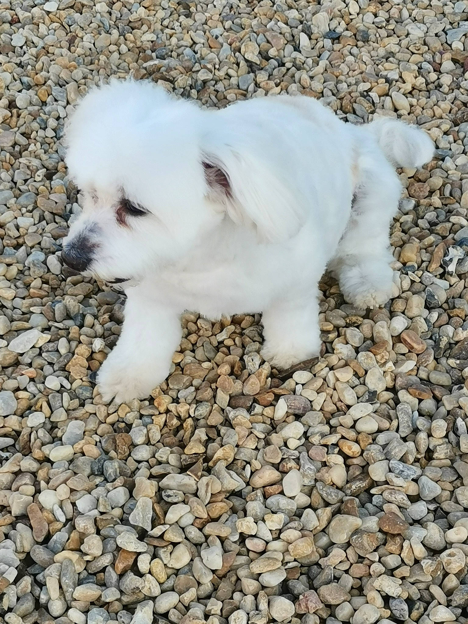 Déesse participe au concours pour gagner de l'argent avec cette photo : canidae, carnivore, companion_dog, dog, dog_breed, kintamani, mammal, puppy, rare_breed_dog, sporting_group, vertebrate