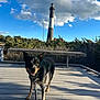 animal, bench, blue_sky, boardwalk, clouds, daytime, dog, happy, leash, lighthouse, nature, outdoor, pet, scenic, shadows, sky, standing, sunlight, tree, wood