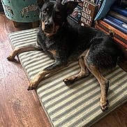 Beau is registered to the contest to win money with this photo: black_and_tan, books, bookshelf, chair, cozy, cushion, dog, domestic_animal, flooring, furniture, home, indoor, looking_at_camera, pet, photoframe, resting, sign, striped, wooden_floor, zebra_pattern