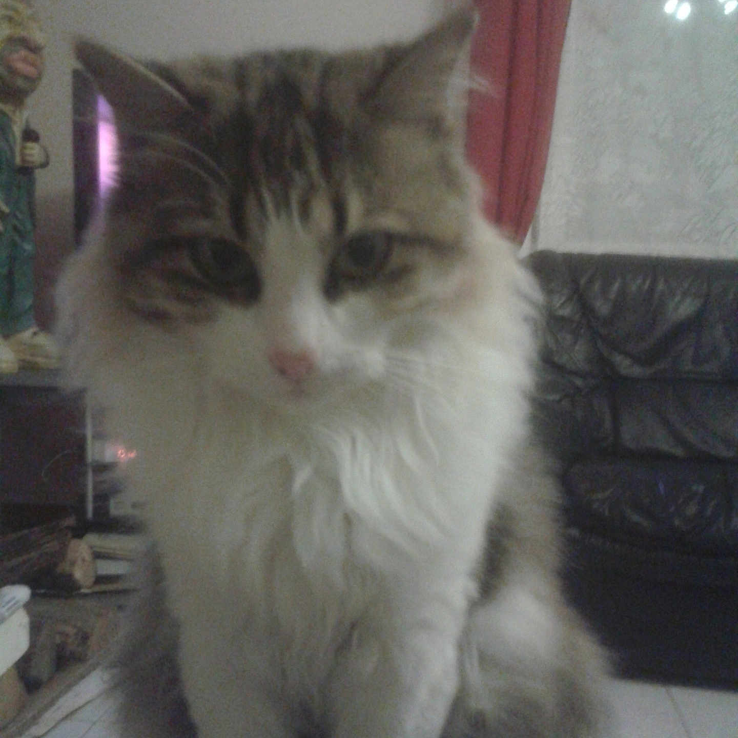 Guynes