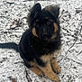 puppy, german_shepherd, dog, snow, outdoor, animal, fur, pet, cute, sitting, winter, nature, leaf, twig, young, canine, adorable, black, brown, curious
