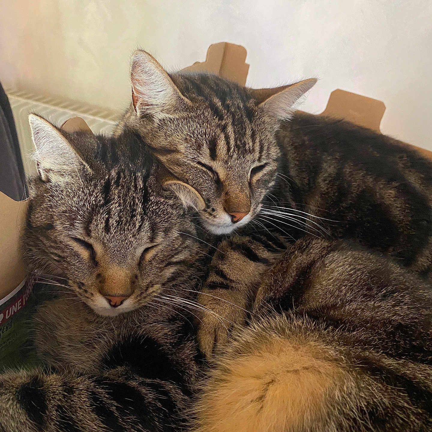 Cookie Et Sushi participe au concours pour gagner de l'argent avec cette photo : abyssinian, animal, architecture, armchair, building, cat, chair, couch, cushion, egyptiancat, furniture, homedecor, indoors, kitten, livingroom, manx, person, pet, room, sleeping