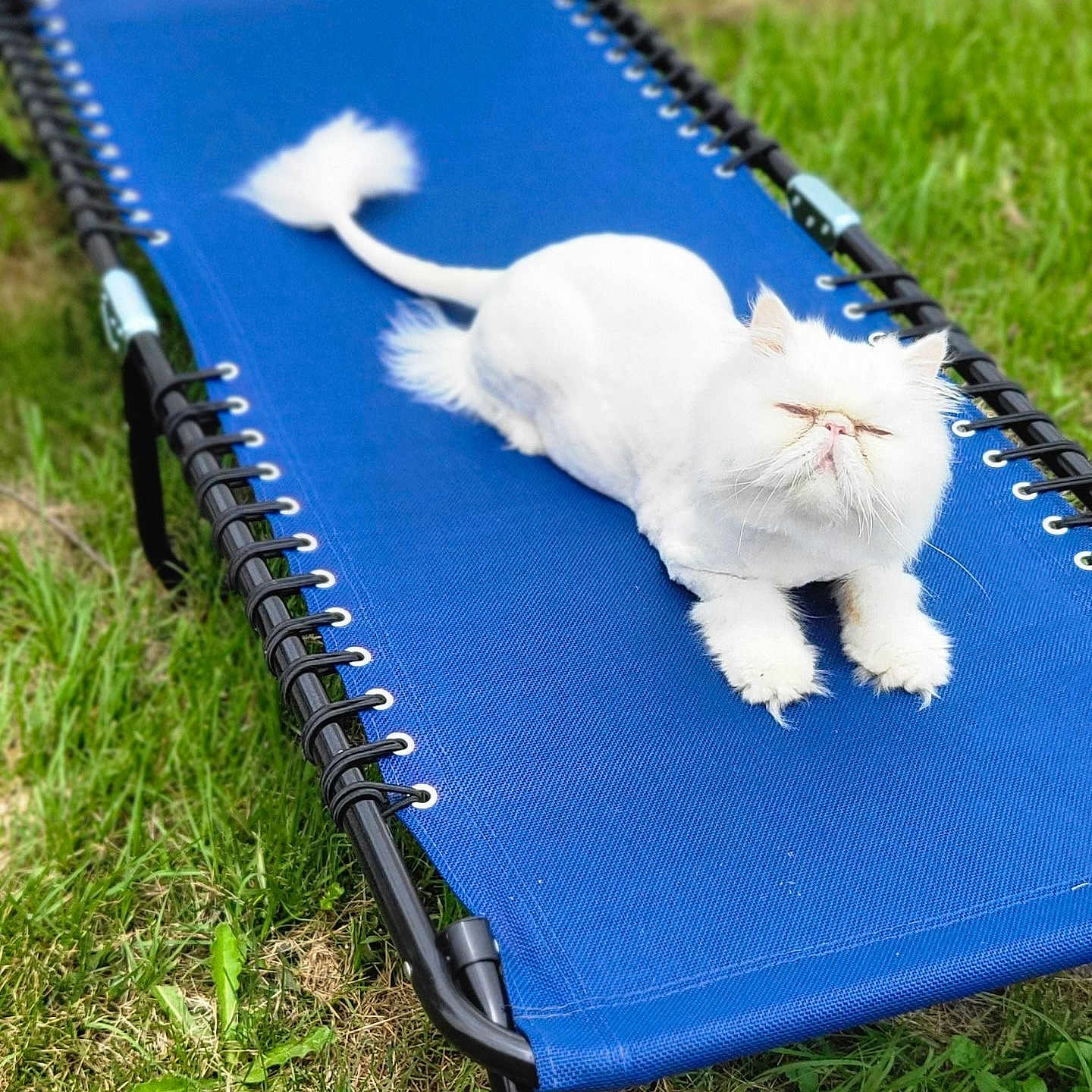 Nim is registered to the contest to win money with this photo: angora, animal, canine, cat, dog, dogbed, flower, furniture, grass, kitten, person, pet, petal, plant, puppy, rabbit, sleeping, stretcher