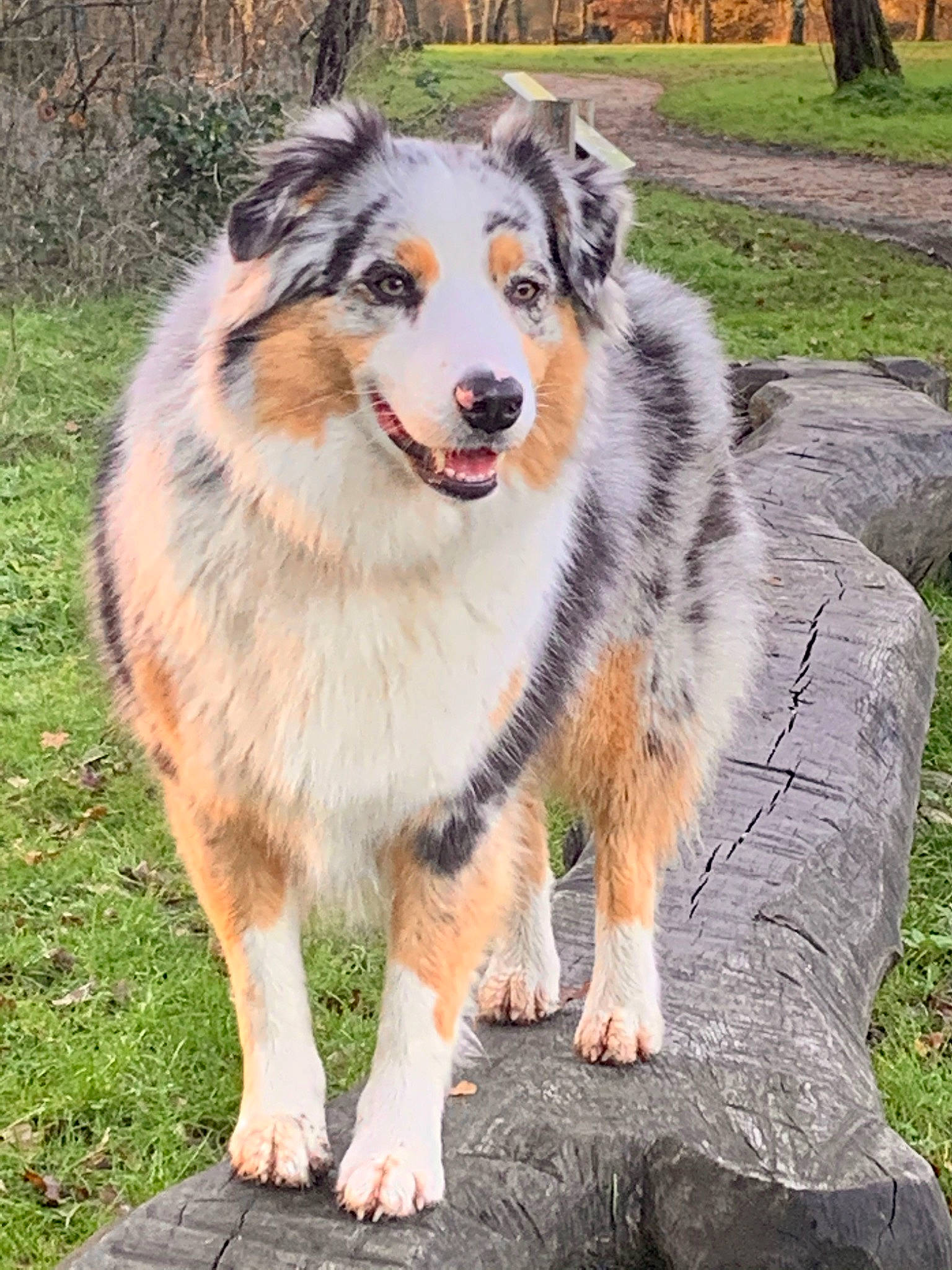 Osea a rejoint le concours — aidez-le/la à gagner de superbes lots ! ancient_dog_breeds, canidae, carnivore, collar, companion_dog, dog, dog_breed, fur, grass, plant, sled_dog, snout, sporting_group, terrestrial_animal, tree, wildlife, working_dog