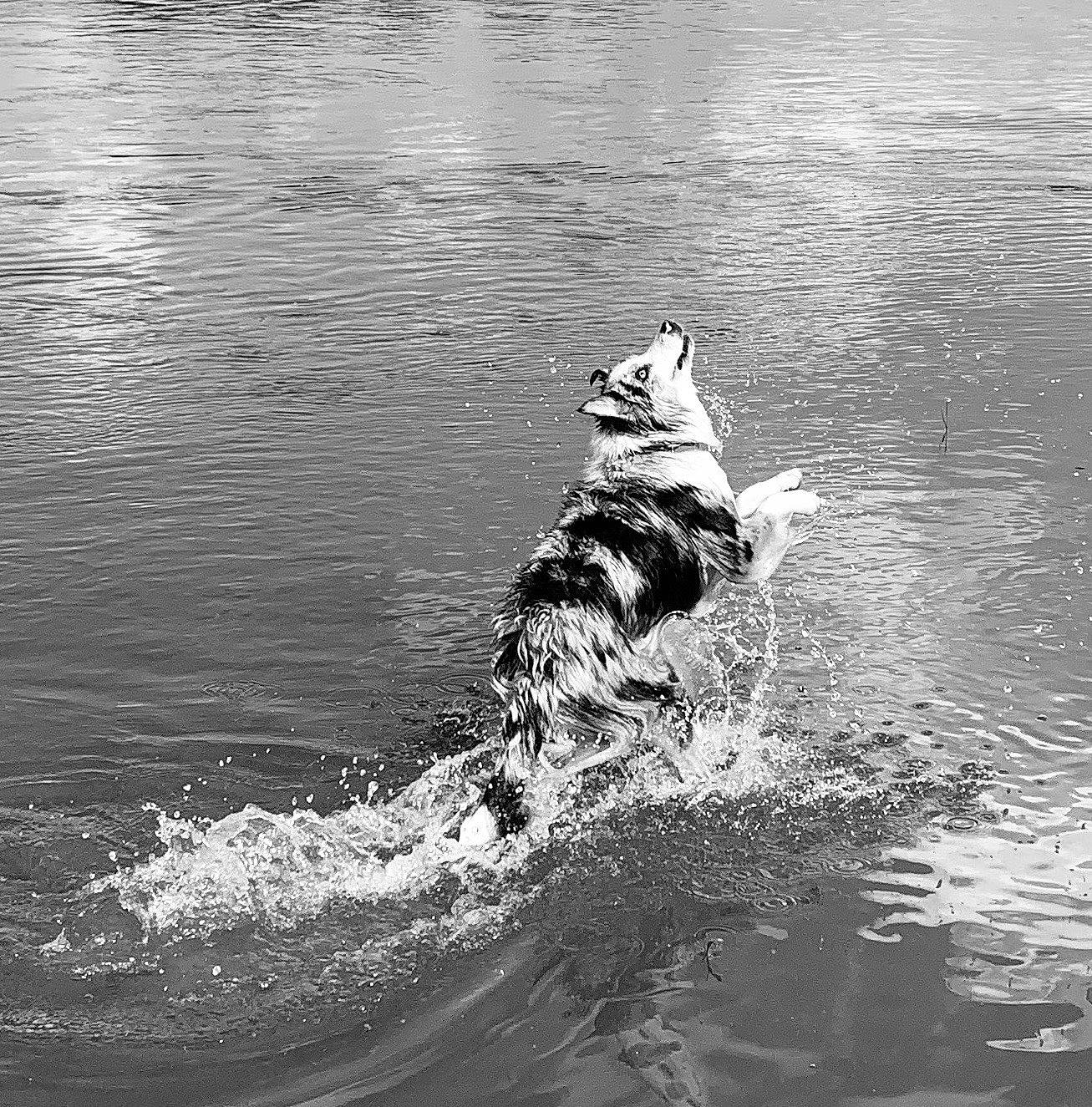 Osea participe au concours pour gagner de l'argent avec cette photo : black_and_white, boats_and_boating_equipment_and_supplies, canidae, carnivore, dog, dog_breed, lake, liquid, monochrome, monochrome_photography, ocean, recreation, sporting_group, stock_photography, style, water, wave, wind_wave, wood, working_animal