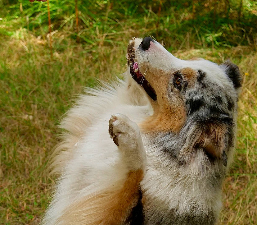 Osea participe au concours pour gagner de l'argent avec cette photo : canidae, carnivore, collie, companion_dog, dog, dog_breed, fang, fawn, felidae, fur, grass, miniature_australian_shepherd, plant, scotch_collie, shetland_sheepdog, snout, sporting_group, terrestrial_animal, whiskers, working_dog