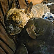 Ivy is registered to the contest to win money with this photo: animal, arm, black, blanket, brown, closeup, companion, couch, cozy, dog, friendship, furniture, home, indoors, person, pet, phone, relaxed, resting, sleeping