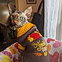 Gem is registered to the contest to win money with this photo: sphynx_cat, cat, pet, animal, indoor, sweater, clothing, thanksgiving, autumn, fall, blanket, colorful, curious, looking_back, cozy, home, decor, portrait, feline, cute