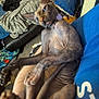 sphynx_cat, cat, pet, lap, indoor, blanket, cushion, person, furless_cat, ears, wrinkles, collar, feline, relaxed, clutter, sofa, animal, closeup, domestic, resting