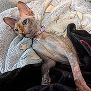 Gem joined the competition — help win amazing prizes! sphynx_cat, cat, hairless_cat, pet, animal, blanket, star_pattern, cozy, indoor, furless, collar, ears, skin, relaxed, lying_down, cute, whiskers, paw, bed, comfort