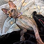 sphynx_cat, cat, hairless_cat, pet, animal, blanket, star_pattern, cozy, indoor, furless, collar, ears, skin, relaxed, lying_down, cute, whiskers, paw, bed, comfort