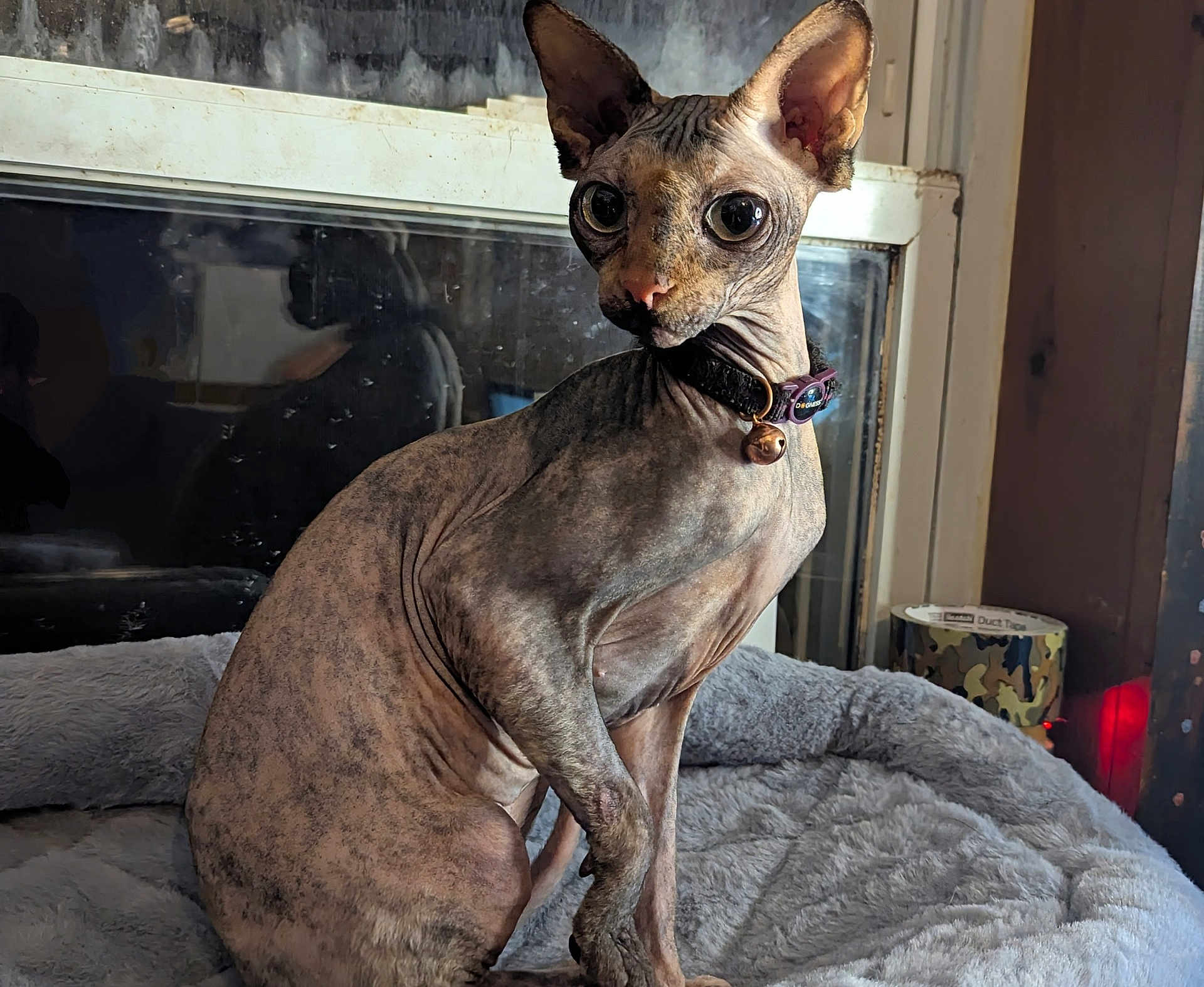 Gem is registered to the contest to win money with this photo: sphynx_cat, hairless_cat, pet, cat, indoor, cozy, bed, plush_bed, feline, animal, curious, alert, ears, collar, bell, domestic_cat, resting, looking, side_view, close_up
